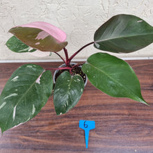Load image into Gallery viewer, #6 Philodendron Pink Princess