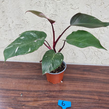 Load image into Gallery viewer, #6 Philodendron Pink Princess