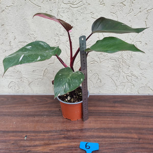 #6 Philodendron Pink Princess