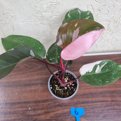 #6 Philodendron Pink Princess