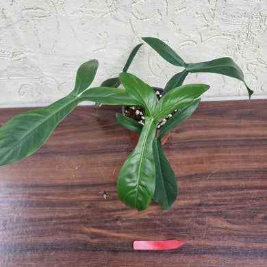 #21 Philodendron 69686 - 'Big Ears'