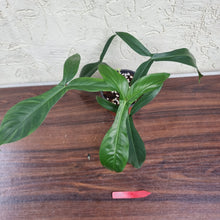 Load image into Gallery viewer, #21 Philodendron 69686 - &#39;Big Ears&#39;