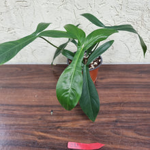 Load image into Gallery viewer, #21 Philodendron 69686 - &#39;Big Ears&#39;