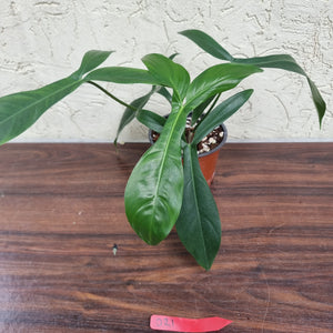 #21 Philodendron 69686 - 'Big Ears'