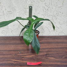 Load image into Gallery viewer, #21 Philodendron 69686 - &#39;Big Ears&#39;
