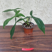 Load image into Gallery viewer, #21 Philodendron 69686 - &#39;Big Ears&#39;