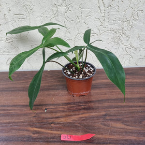 #21 Philodendron 69686 - 'Big Ears'