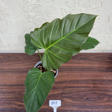 #803 Philodendron Corsinianum / 'Bronze Shield'