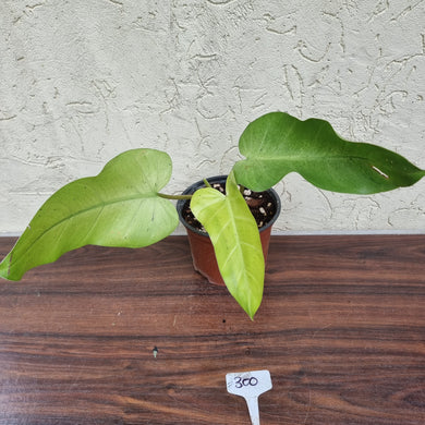 #300 Philodendron Whipple Way