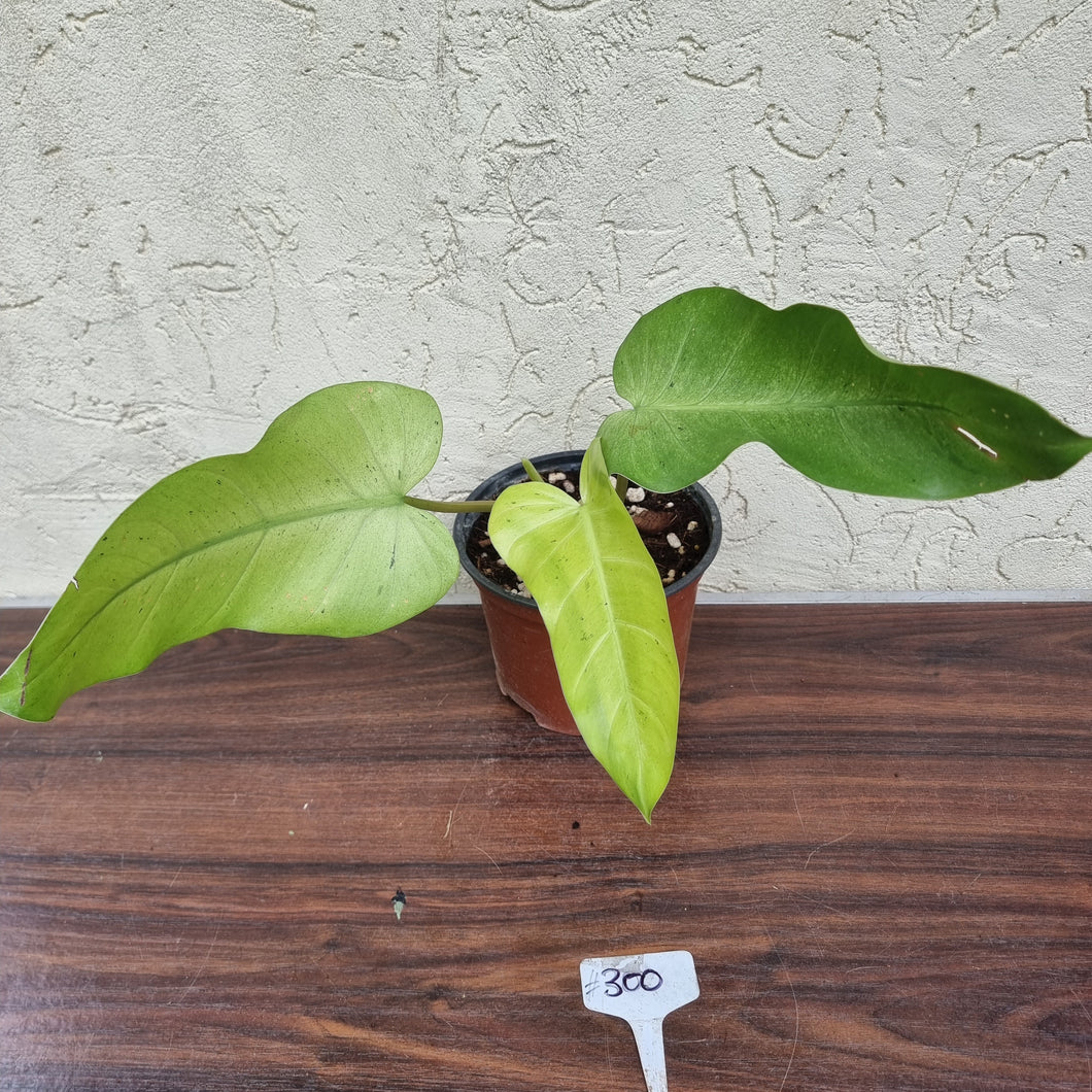 #300 Philodendron Whipple Way