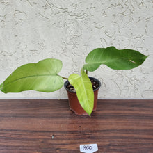Load image into Gallery viewer, #300 Philodendron Whipple Way