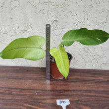 Load image into Gallery viewer, #300 Philodendron Whipple Way