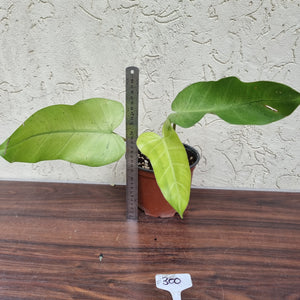 #300 Philodendron Whipple Way
