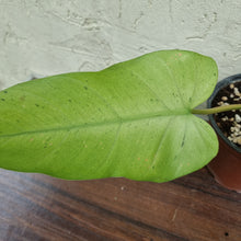 Load image into Gallery viewer, #300 Philodendron Whipple Way