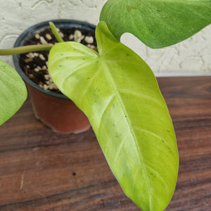 #300 Philodendron Whipple Way