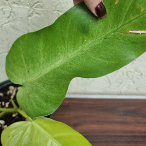 #300 Philodendron Whipple Way