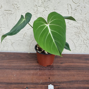#1 Philodendron Gloriosum