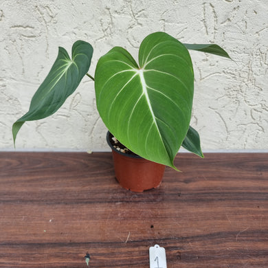 #1 Philodendron Gloriosum