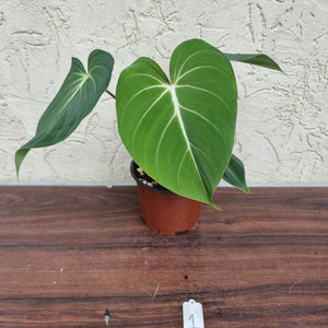 #1 Philodendron Gloriosum