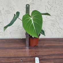Load image into Gallery viewer, #1 Philodendron Gloriosum