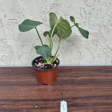 Load image into Gallery viewer, #1 Philodendron Gloriosum