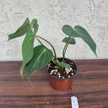 Load image into Gallery viewer, #1 Philodendron Gloriosum