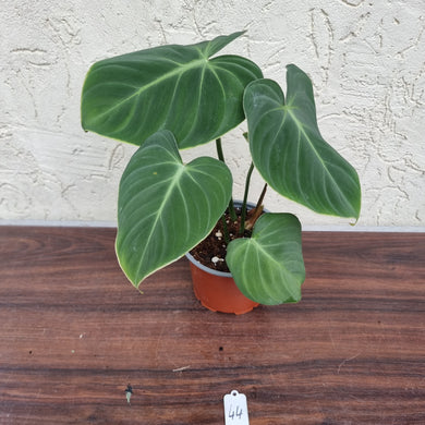 #44 Philodendron Gloriosum