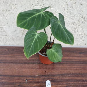 #44 Philodendron Gloriosum