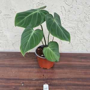 #44 Philodendron Gloriosum