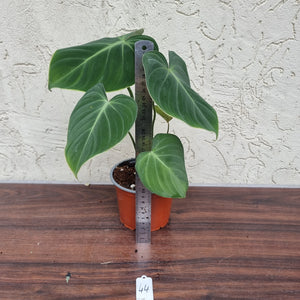 #44 Philodendron Gloriosum