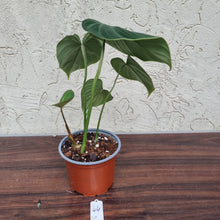 Load image into Gallery viewer, #44 Philodendron Gloriosum