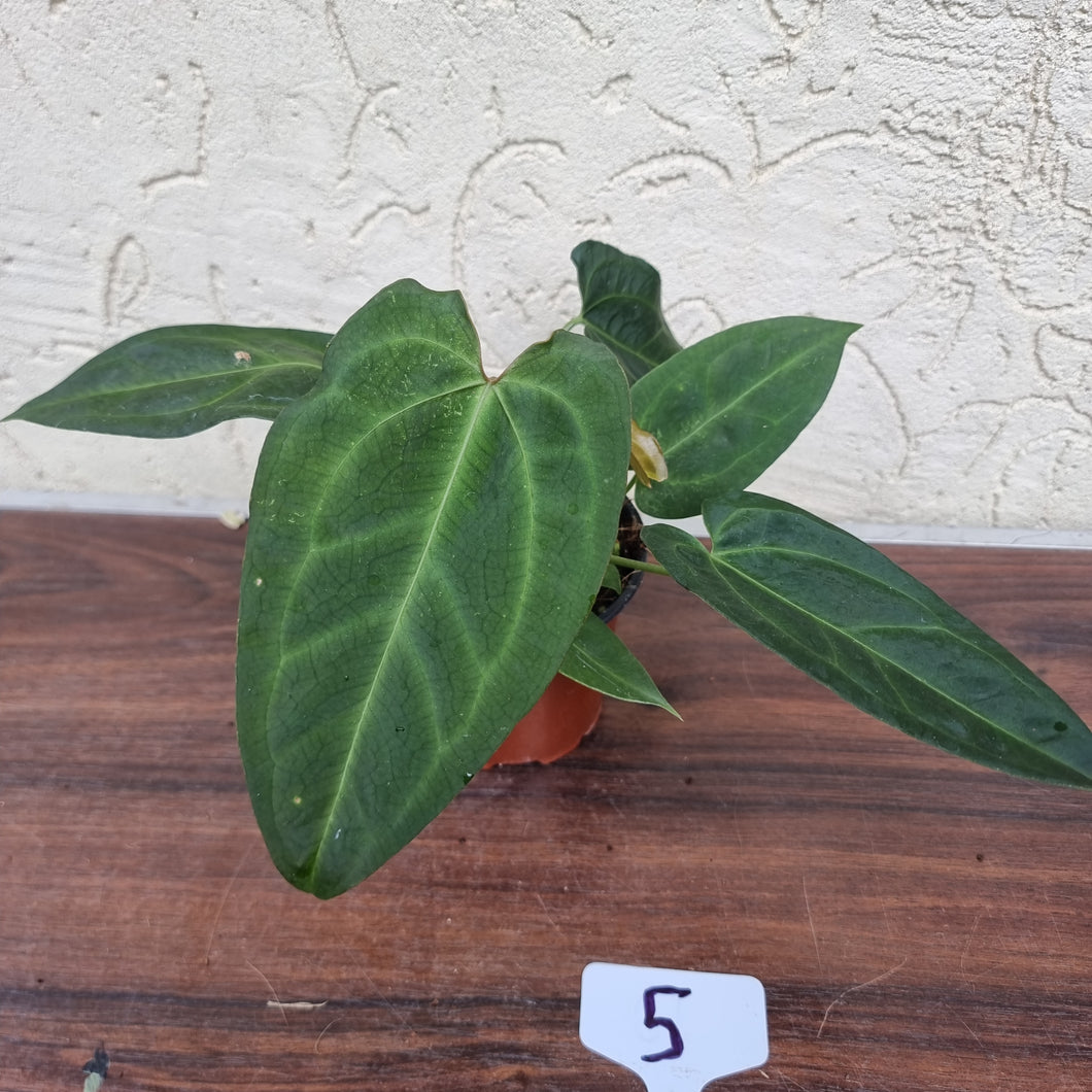 #5 Anthurium (Luxurians x Crystallinum) x (Forgetii x Crystallinum)