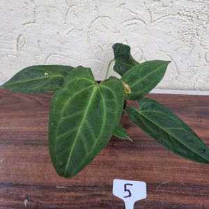 #5 Anthurium (Luxurians x Crystallinum) x (Forgetii x Crystallinum)