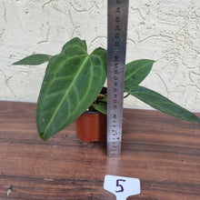 Load image into Gallery viewer, #5 Anthurium (Luxurians x Crystallinum) x (Forgetii x Crystallinum)