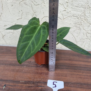 #5 Anthurium (Luxurians x Crystallinum) x (Forgetii x Crystallinum)