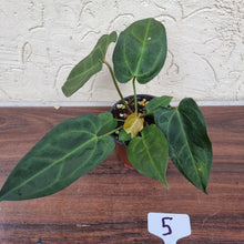 Load image into Gallery viewer, #5 Anthurium (Luxurians x Crystallinum) x (Forgetii x Crystallinum)