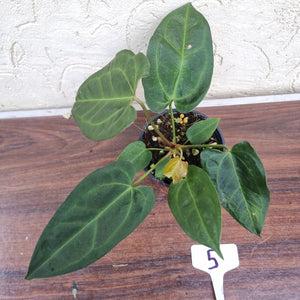 #5 Anthurium (Luxurians x Crystallinum) x (Forgetii x Crystallinum)