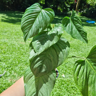#D8 Large Philodendron Sodiroi