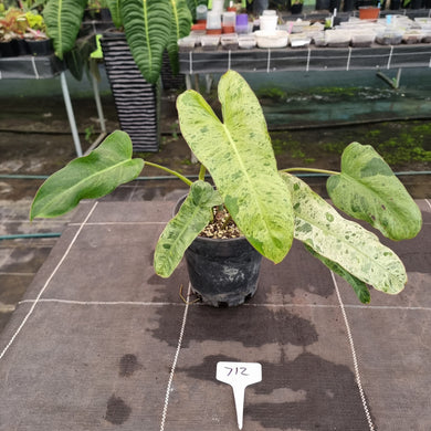 #712 Philodendron Paraiso Verde