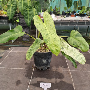 #712 Philodendron Paraiso Verde