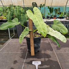 Load image into Gallery viewer, #712 Philodendron Paraiso Verde