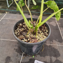 Load image into Gallery viewer, #712 Philodendron Paraiso Verde