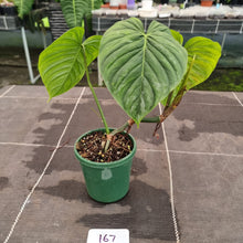 Load image into Gallery viewer, #167 Philodendron Majestic