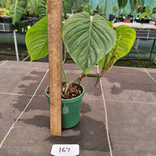 Load image into Gallery viewer, #167 Philodendron Majestic