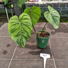 Load image into Gallery viewer, #167 Philodendron Majestic