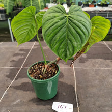 Load image into Gallery viewer, #167 Philodendron Majestic
