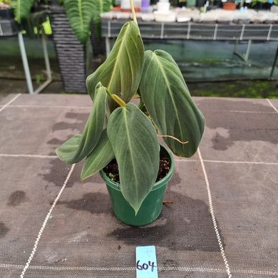 #604 Philodendron Gigas