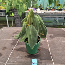Load image into Gallery viewer, #604 Philodendron Gigas