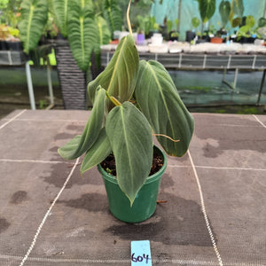 #604 Philodendron Gigas