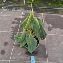 Load image into Gallery viewer, #604 Philodendron Gigas